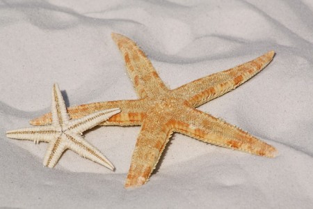 Acquisizione manifestazione di interesse per affidamento del servizio di pulizia delle spiagge